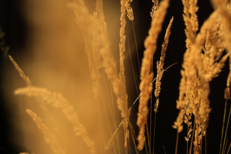 bright gold wild grass, on a dark background