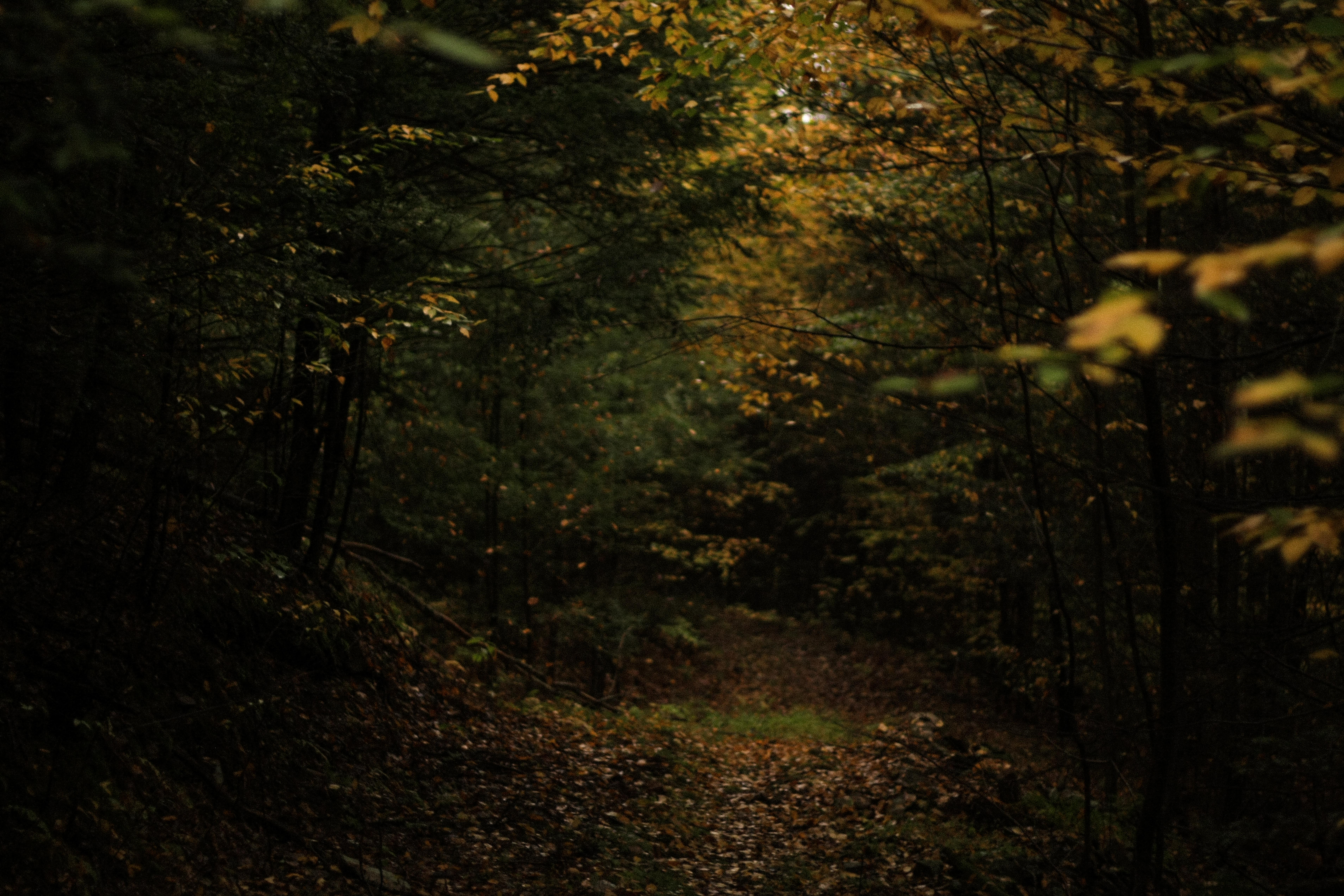A wooded trail surrounded by soft fall colors, a moody and meditative scene